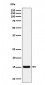 Anti-Histone H3 (acetyl K36) Rabbit Monoclonal Antibody
